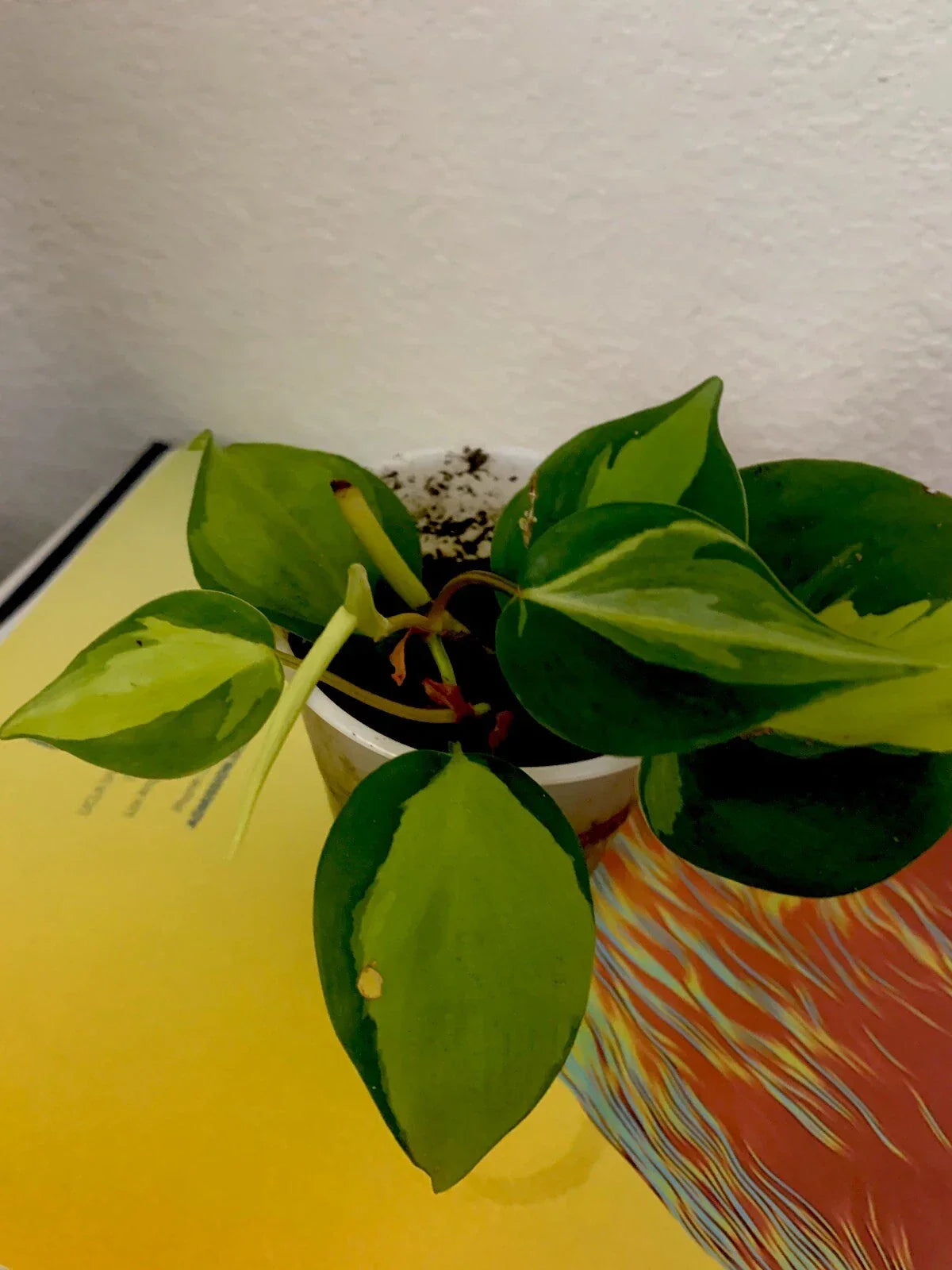 Philodendron Brazil Live Plant, 3 Inch Pot, Variegated Leaves, Philodendron hederaceum 'Brazil', Easy Care Indoor Plant