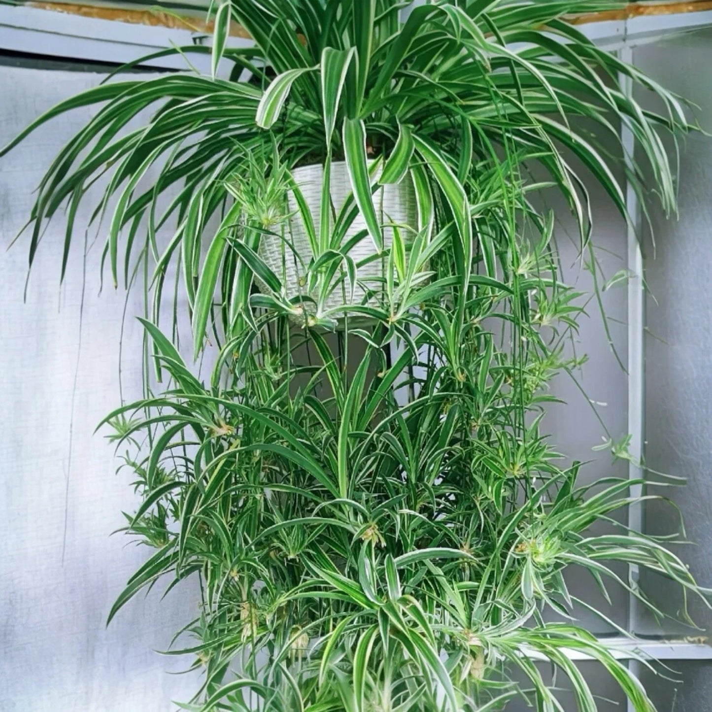 Reverse Variegated Spider Plant Cuttings - 2PCS - Air-Purifying, Fast-Growing - Chlorophytum comosum
