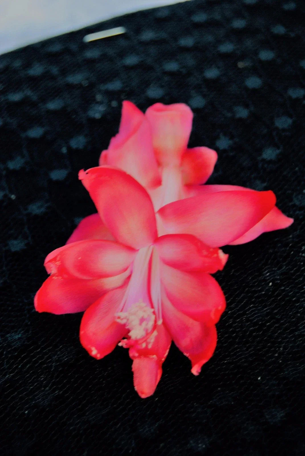Christmas Cactus Starter Plant - Bella Rosa - Schlumbergera Truncata - Healthy Well-Rooted Indoor Succulent for Home Decor