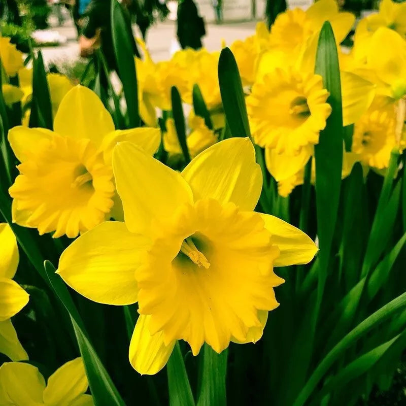 Daffodil Bulbs 12/14cm Yellow Trumpet 'Dutch Master' Narcissus, Deer Resistant, Mid-Spring Bloom, Perennial Zones 3-8