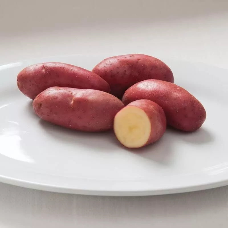 French Fingerling Seed Potatoes 1 lb Heirloom Variety Solanum tuberosum for Planting