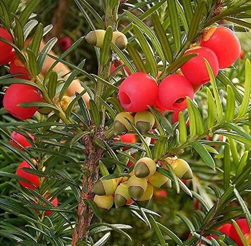 English Yew Tree Seeds - 10 Pack - Taxus baccata - Hardy Evergreen Conifer for Hedges & Topiary