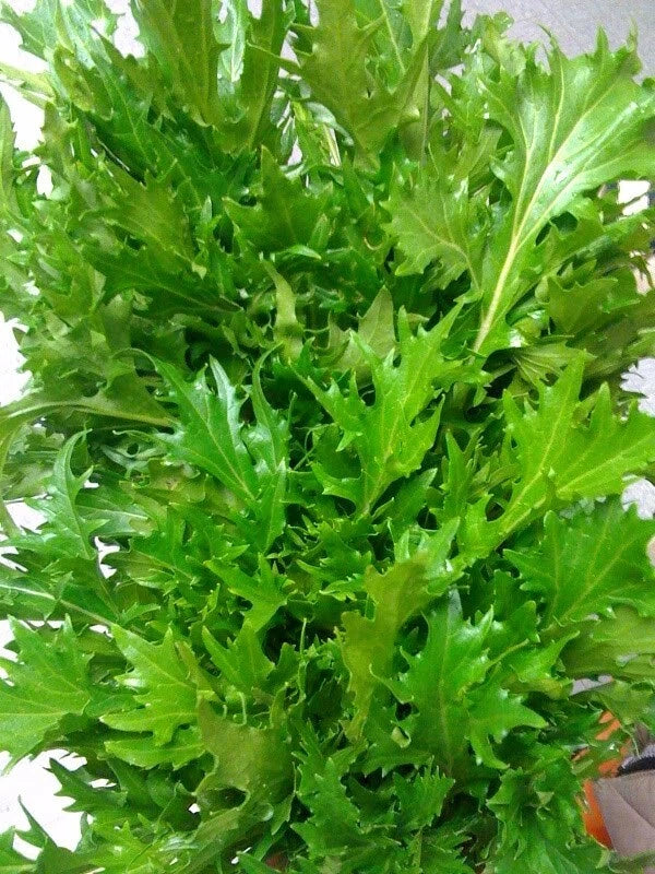 Mizuna Mustard Seeds - 5,000 Bulk Heirloom Seeds - Brassica rapa var. nipposinica - Asian Variety for Salads & Stir-Fries