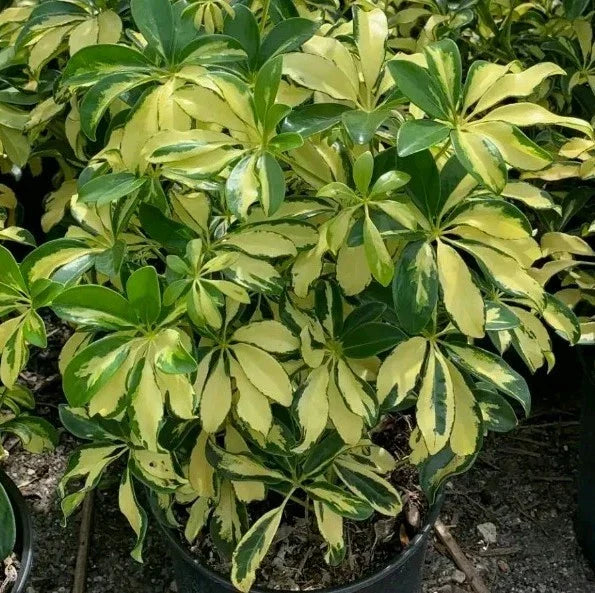 Variegated Schefflera Cuttings | Tropical Indoor Houseplant | Bright Green & Cream Leaves | Schefflera arboricola