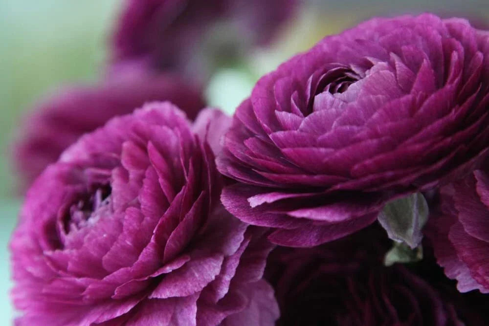 Ranunculus Bulbs for Planting - Buttercup Flower - Ranunculus asiaticus - Vibrant Colors for Garden & Container Use