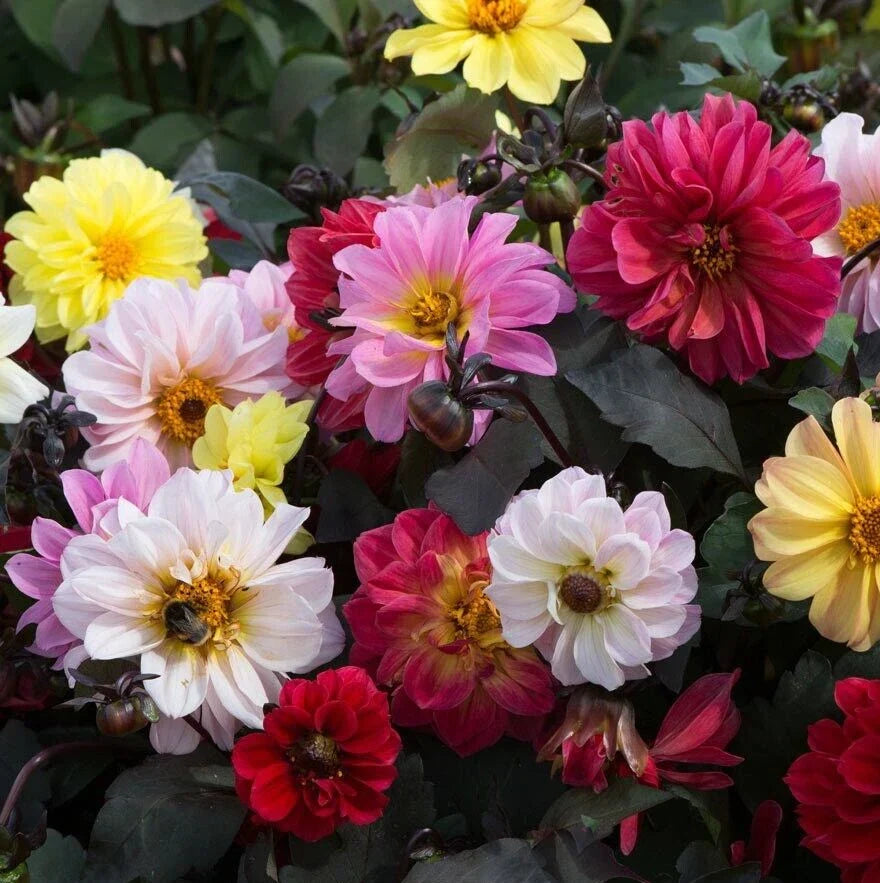 Dahlia Seeds - 25 Count Diablo Mix - Colorful Blooms for Gardens - Dahlia variabilis - Non-GMO Flower Seeds