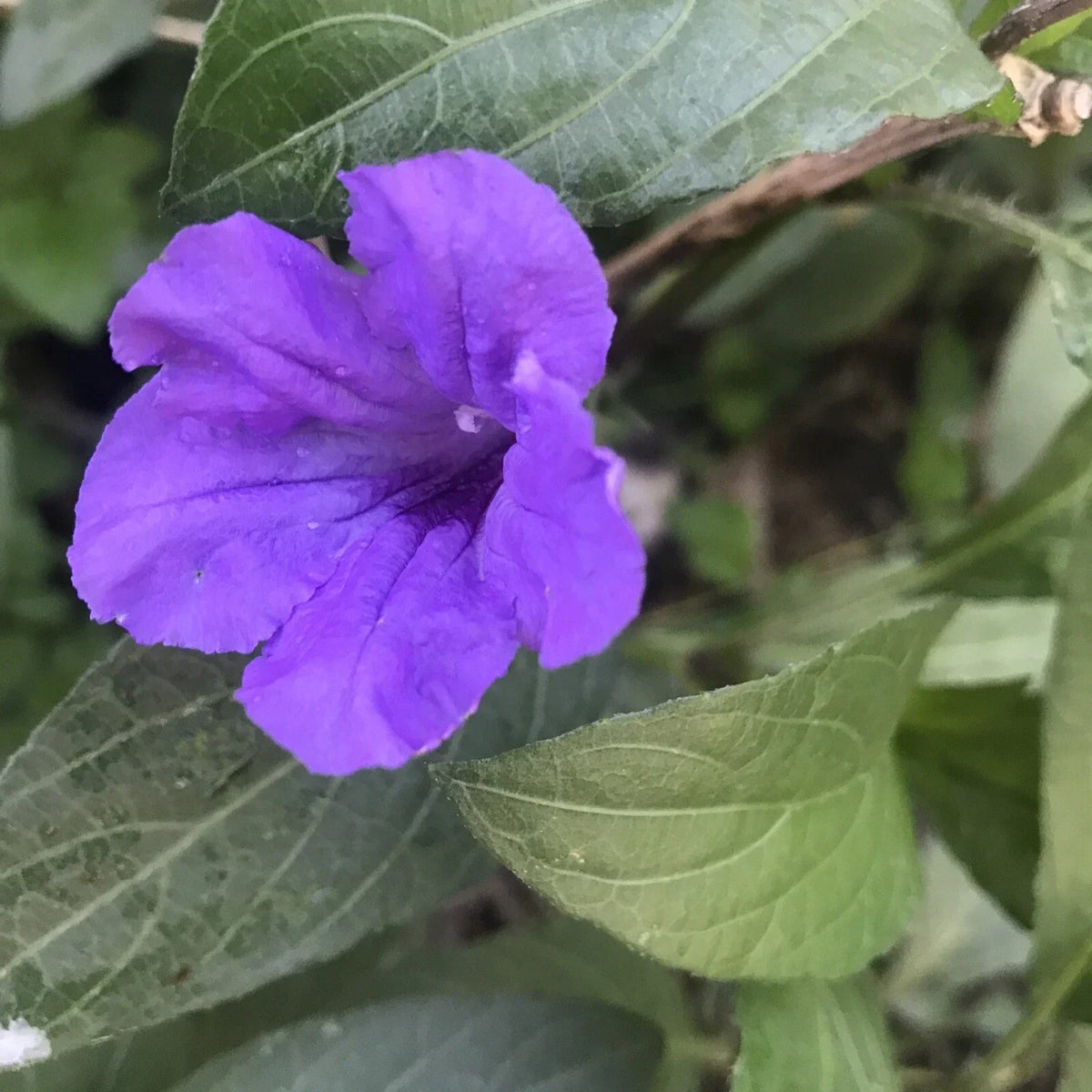 Mexican Petunia Live Plants - 3 Bare Root Rare Ruellia Tuberosa - Exotic Purple Garden Flowers for Landscaping