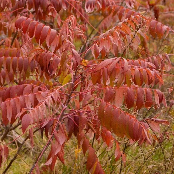 Smooth Sumac Plant Set of 2, Edible Berry, Fall Color, Rhus glabra, Bare Root Hardy Shrubs for Garden