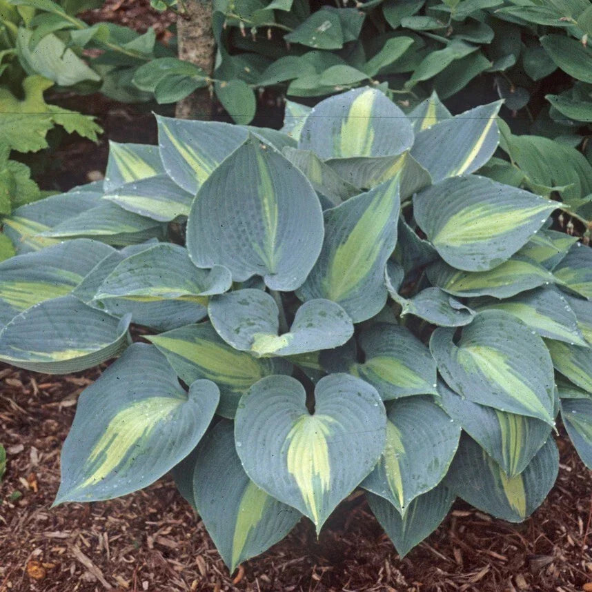 Hosta Plant 5.25" Pot Touch of Class Variety Hosta 'June Sport' | Shade Perennial | Low Maintenance, Pollinator Friendly