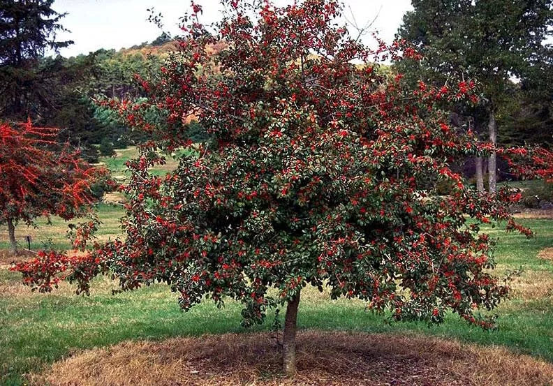 Deciduous Holly Live Plant Set of 2, Ilex decidua, Bare Root, Red Berry Producing, Ideal for Zones 5-9, Attracts Birds