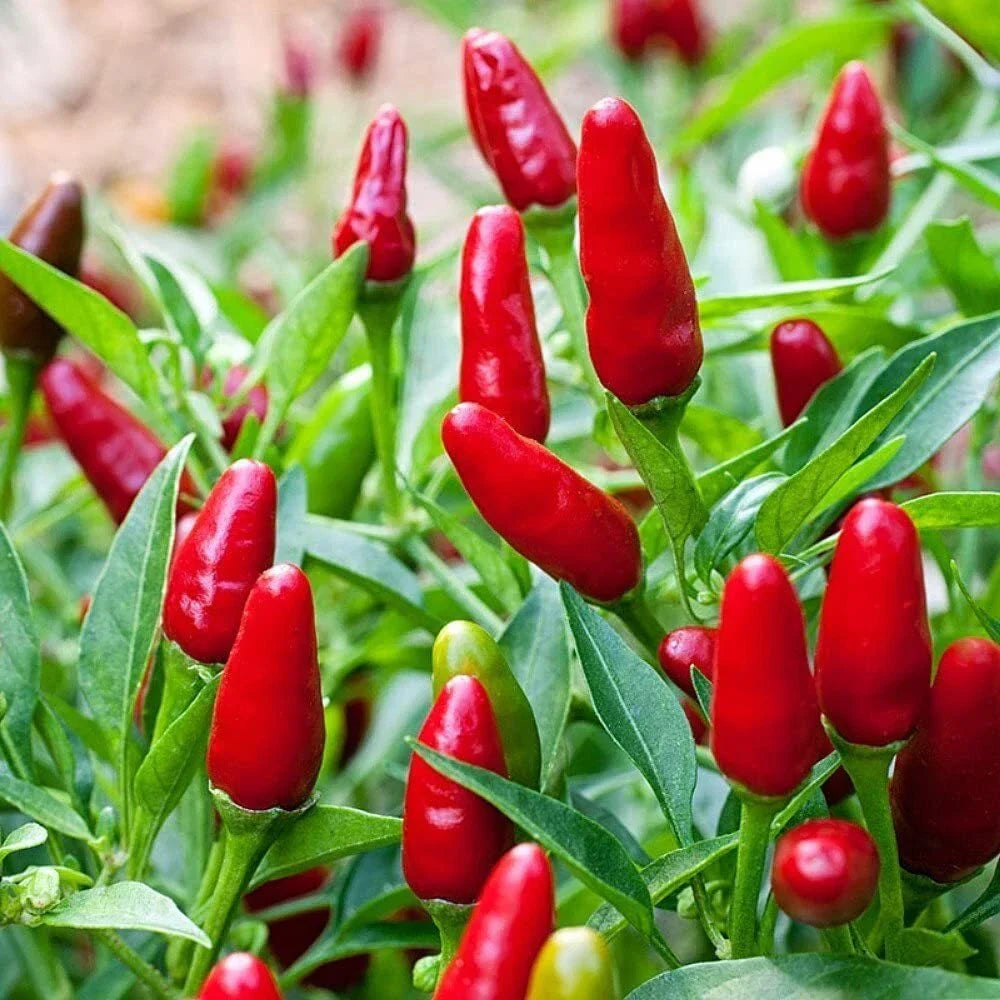 Pequin Chili Pepper Seeds - Compact Spicy Variety - Capsicum annuum - Ideal for Containers & Small Gardens