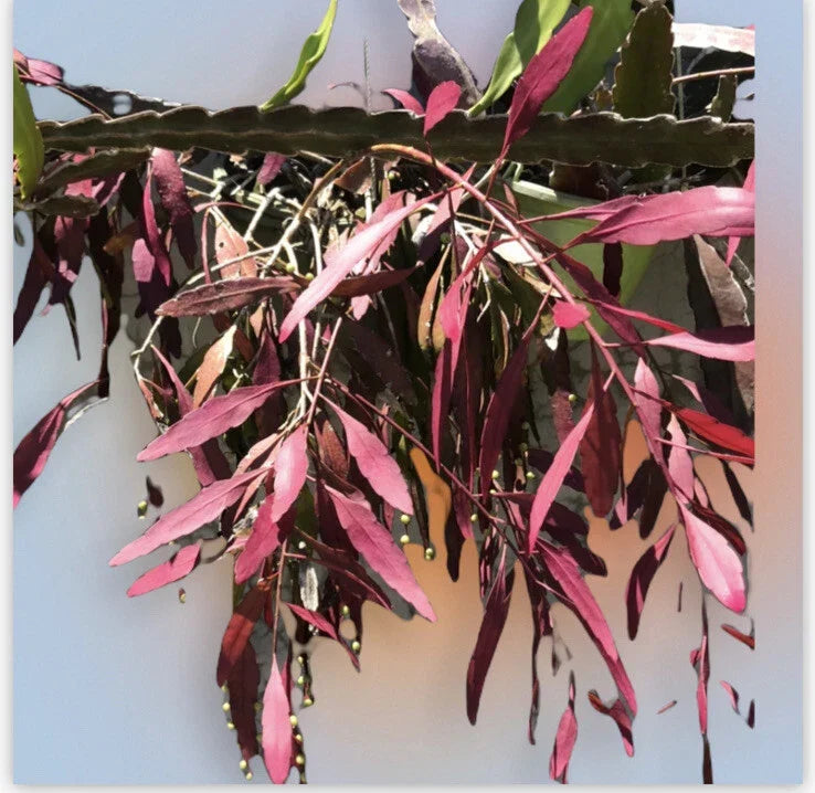 Fresh Cut Pseudorhipsalis Rhipsalis Ramulosa Red - Unique Tropical Succulent Stems for Indoor Gardens, Easy Care Plant