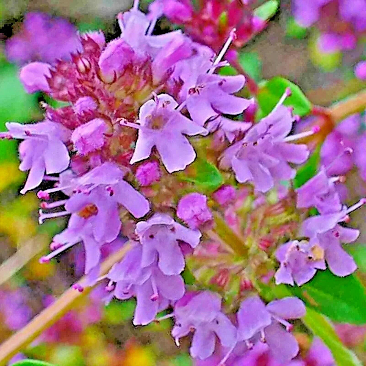 Creeping Thyme Seeds 200 Count Purple Groundcover Herb Thymus serpyllum Drought Tolerant Perennial Lawn Alternative