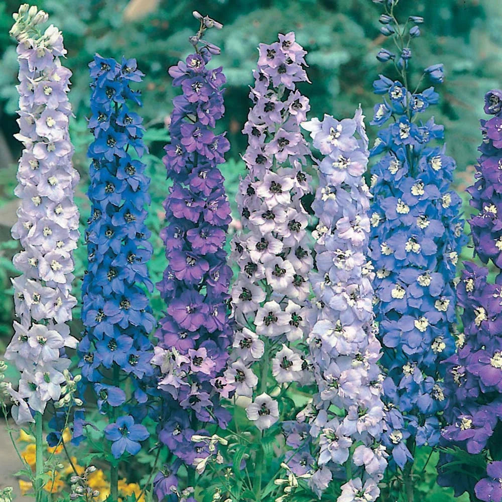 Delphinium Seeds - 36 Pack - Pacific Giant Mix Perennial - Delphinium elatum - USA Grown - Attracts Butterflies