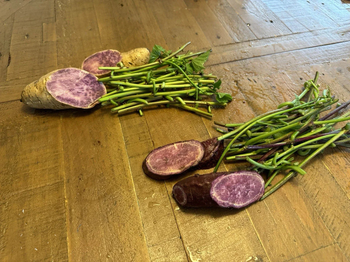 Sweet Potato Slip Cuttings - 20 Molokai & 20 Okinawa Varieties - Ipomoea batatas - Purple Potato for Home Gardening