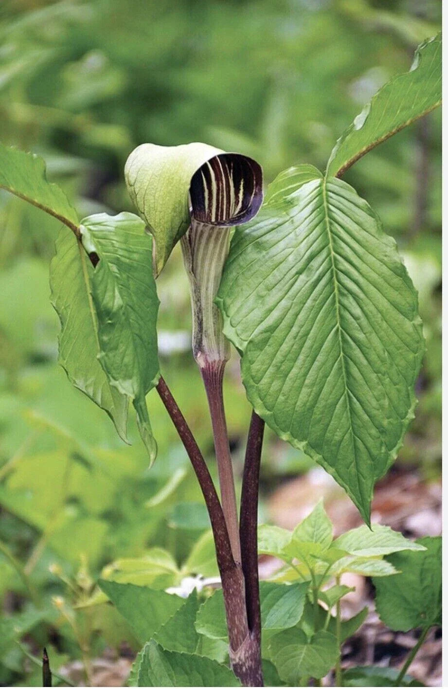Jack-In-The-Pulpit Bulbs - 10 Bareroot Rhizomes - Arisaema triphyllum - Native Wildflower for Sustainable Gardens