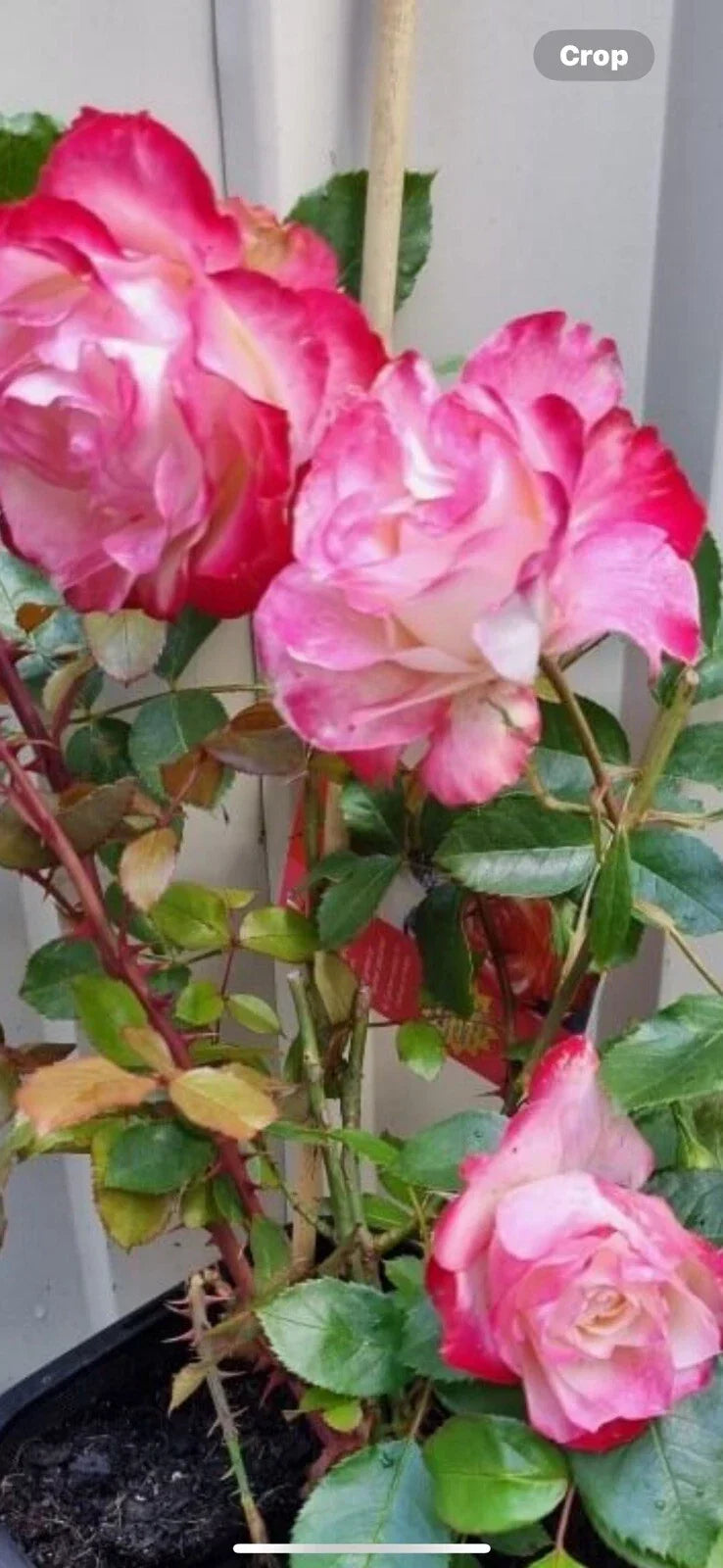 Fire and Ice Rose Cuttings - 3 Pack, Rosa 'Fire and Ice', Hardy Perennial, Red and White Blooms for Garden and Landscape