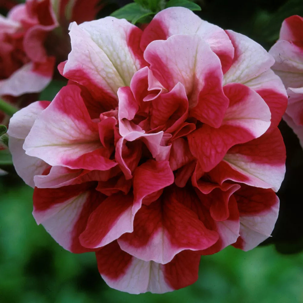 Double Red and White Petunia Seeds - 50 Count - Petunia × atkinsiana - Ideal for Containers, Hanging Baskets, Window Boxes