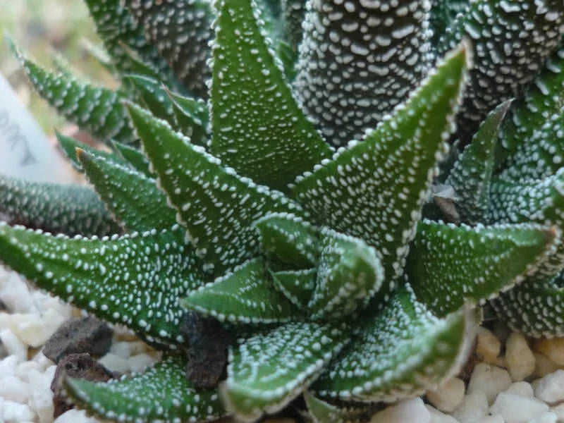 Haworthia Attenuata Radula Potted Plant - 4" Green Variegated Succulent - Zebra Plant, Easy Care Indoor Houseplant