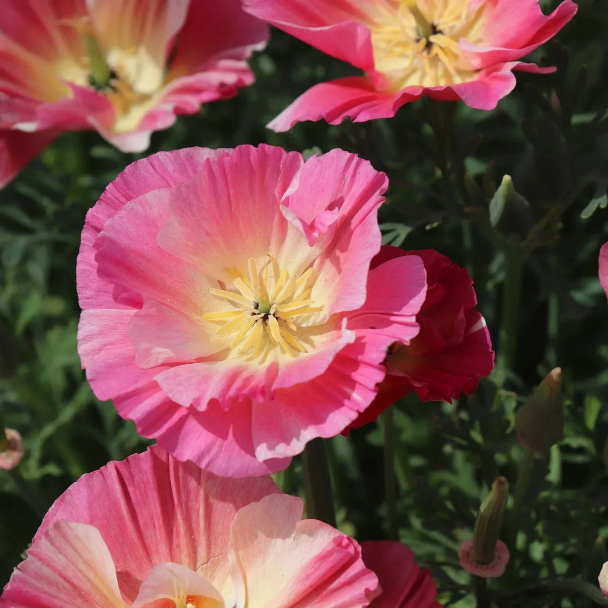 California Thai Silk Rose Poppy Seeds - 200+ Pack - Papaver somniferum - Vibrant Blooms for Garden - Non-GMO, USA Shipping