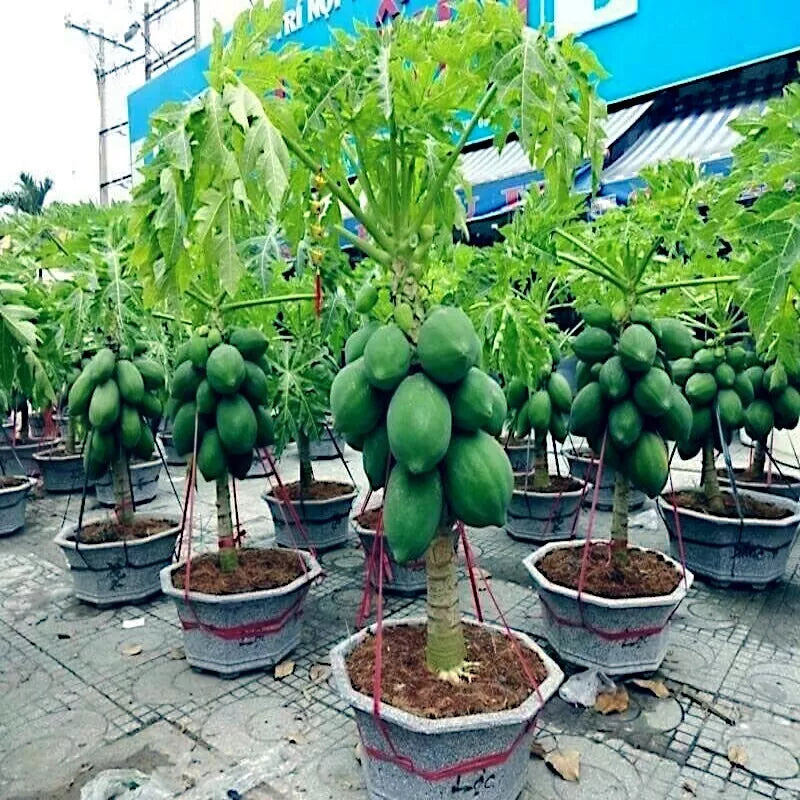 Dwarf Solo Waimanalo Papaya Seeds 20 Pack - Carica Papaya - Fast Growing Indoor/Outdoor Fruit Tree for Small Spaces