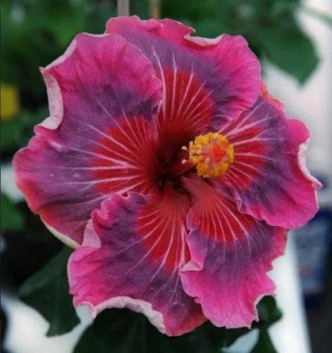 Rooted Tropical Hibiscus Plant - ME OH MY OH - Bare Root - Hibiscus rosa-sinensis - Vibrant Colors for Garden & Containers
