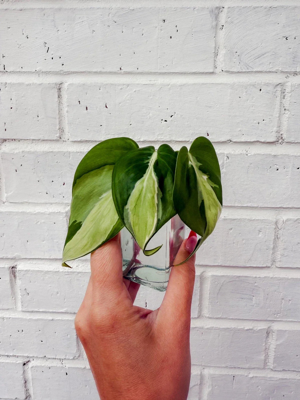 Philodendron Cuttings - Fresh Cream Splash Variety - Indoor Tropical Houseplant - Philodendron 'Cream Splash'