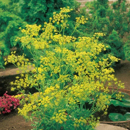 Bouquet Dill Seeds 500 Heirloom Non-GMO Anethum graveolens for Culinary Use - Free Shipping