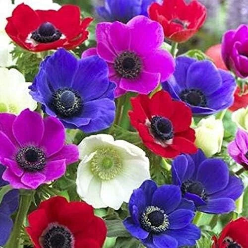 Anemone Bulbs Mix Colors 12 Pack - Anemone de Caen Bulbs for Vibrant Spring Gardens