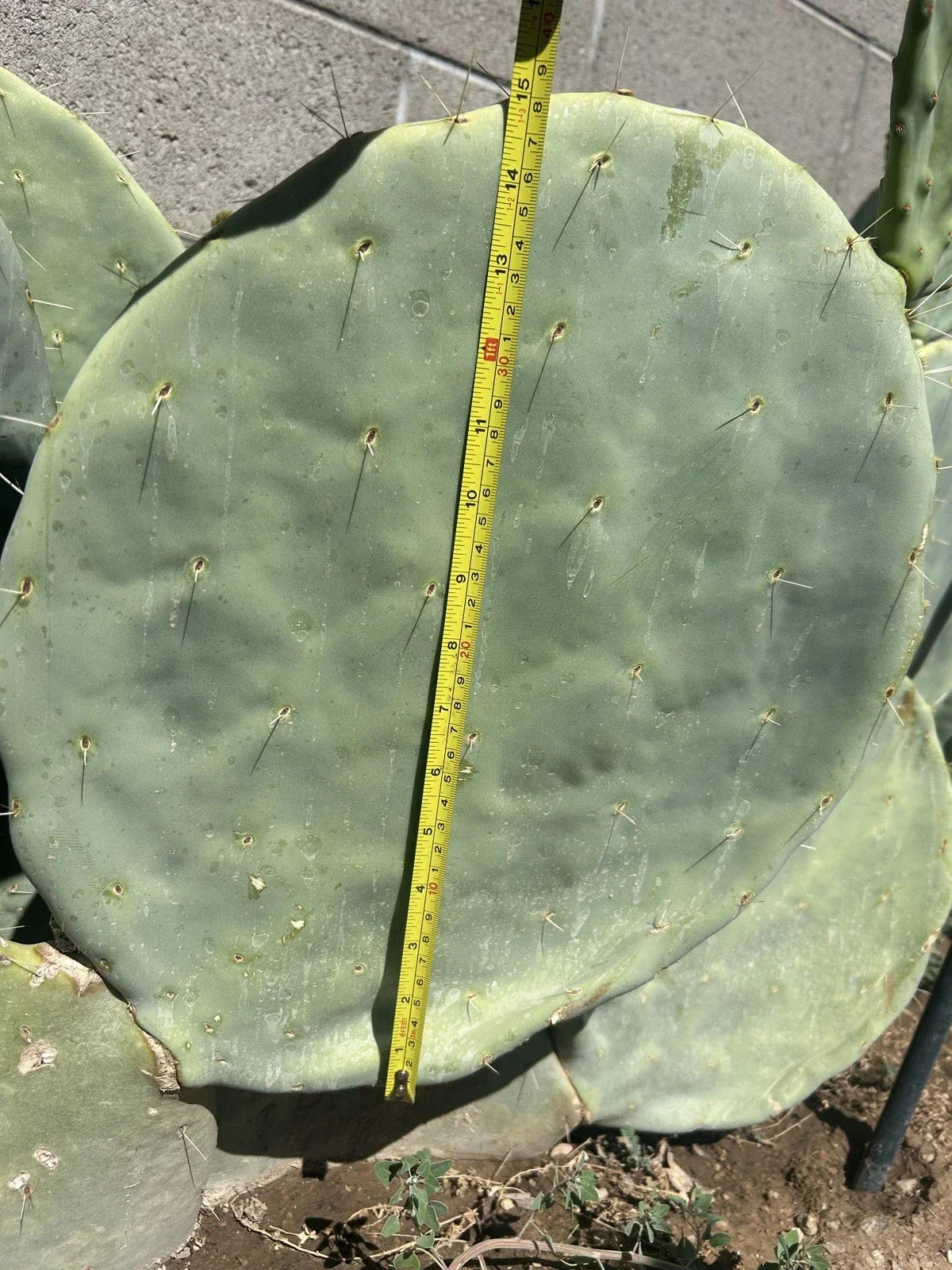Prickly Pear Cactus Seeds 10pk - Opuntia Robusta - Hardy Extra Large Pads - Drought-Tolerant Succulent for Container Gardening