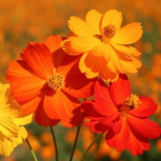 Sulphur Cosmos Seeds - Bright Lights Mix - Red, Orange, Yellow - Cosmos sulphureus - Non-GMO Garden Seeds for 2025 Planting