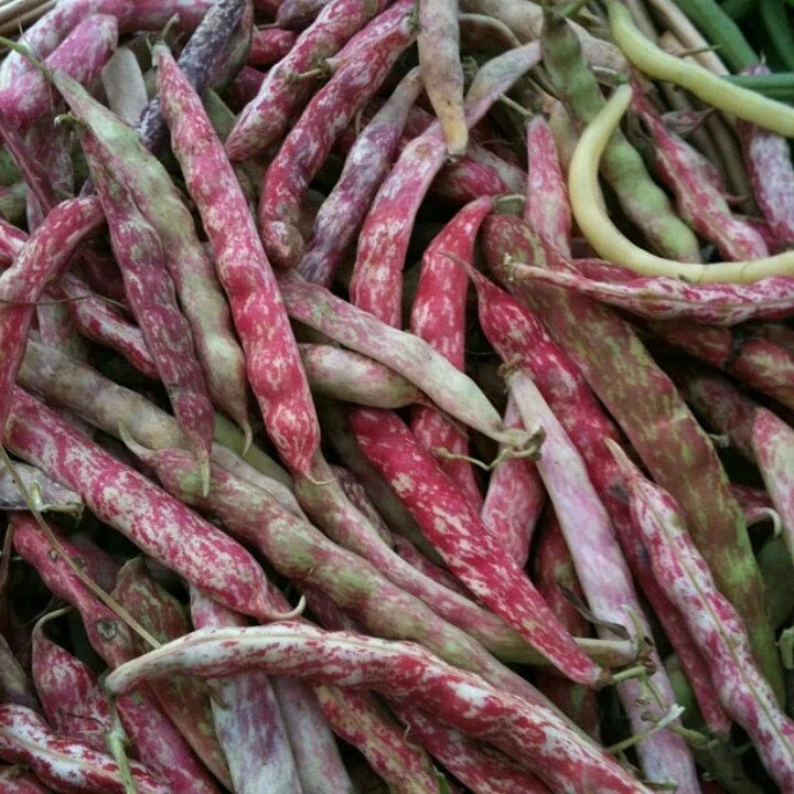 Green Bean Seeds - French Horticulture - Non-GMO Organic - Phaseolus vulgaris - Quality Seeds for Home Garden