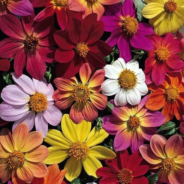 25 Victorian Mix Dahlia Seeds - Perennial Flowering Plants - Dahlia variabilis - Vibrant Colors for Garden & Arrangements