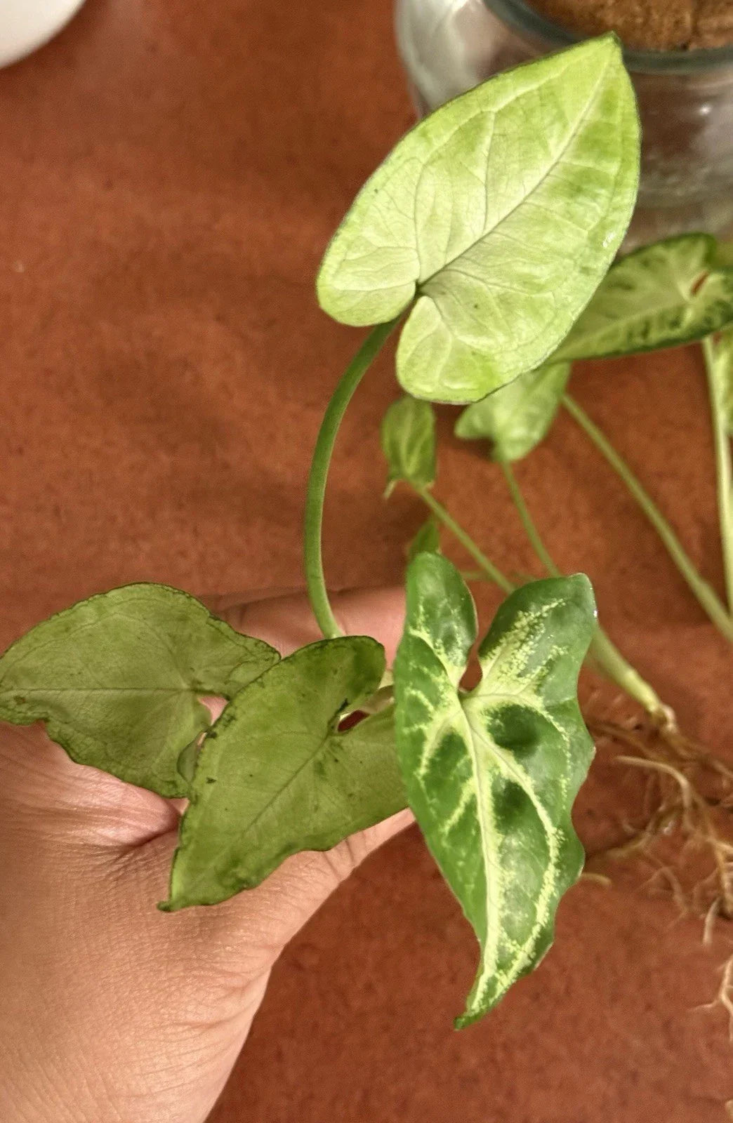 Rooted Cutting Syngonium Podophyllum - Healthy Arrowhead Plant - Indoor Greenery - Easy Care Houseplant