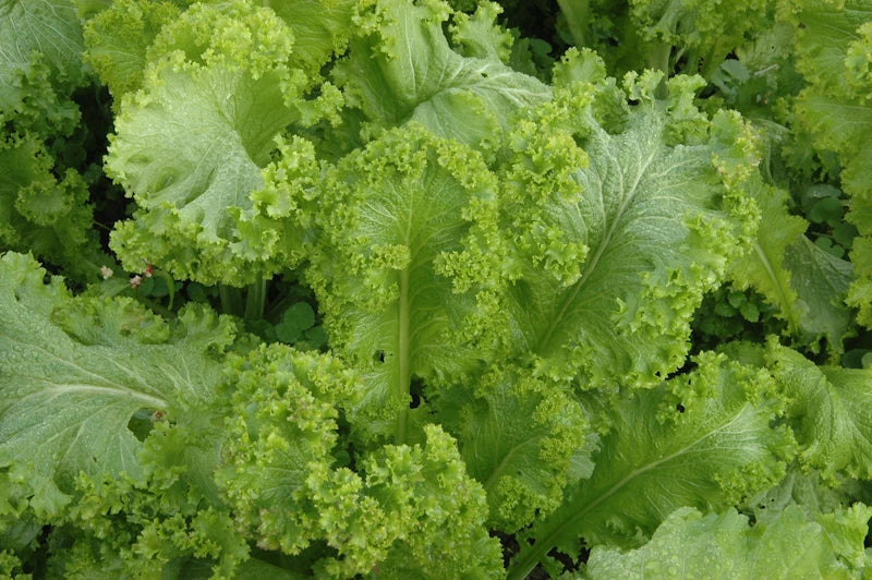 Green Wave Mustard Seeds - 200 Non-GMO Seeds for Planting - Brassica juncea - Fast-Growing, Nutritious Greens