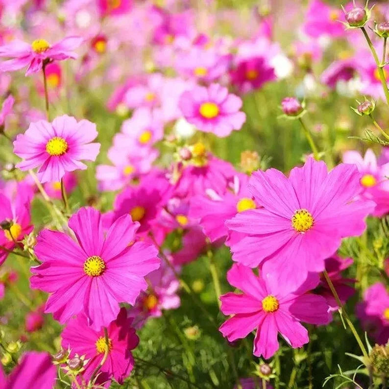 Cosmos Mix Seeds - 100 Organic Seeds - Colorful Variety - Cosmos bipinnatus - USA Grown