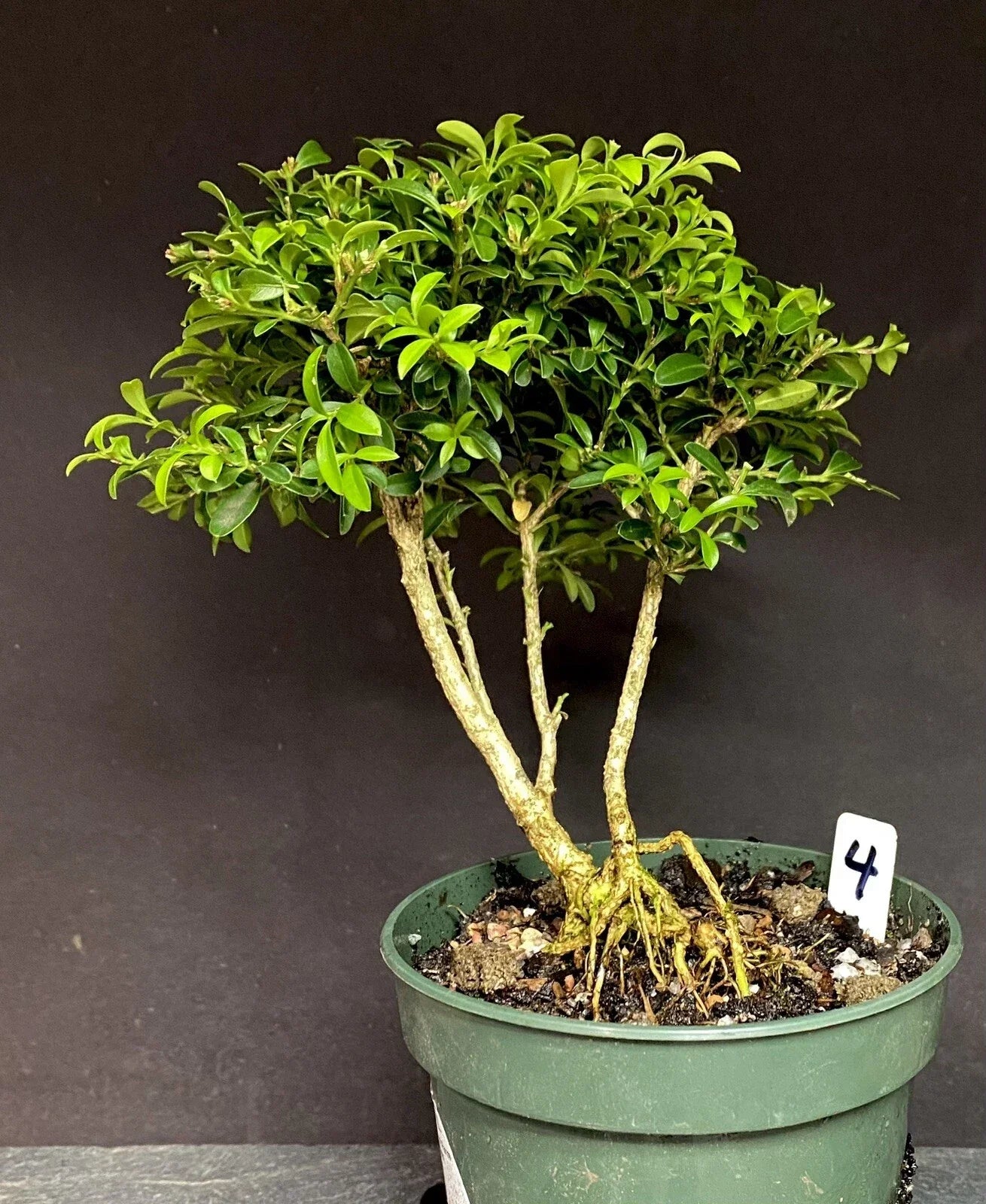 Bonsai Tree Pre-Bonsai 8-10 Years Kingsville Boxwood Buxus microphylla var. japonica, Ready to Pot Up