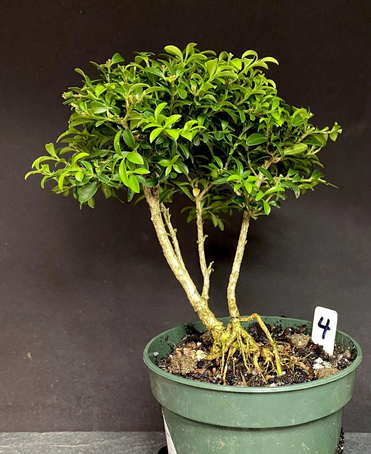 Bonsai Tree Pre-Bonsai 8-10 Years Kingsville Boxwood Buxus microphylla var. japonica, Ready to Pot Up