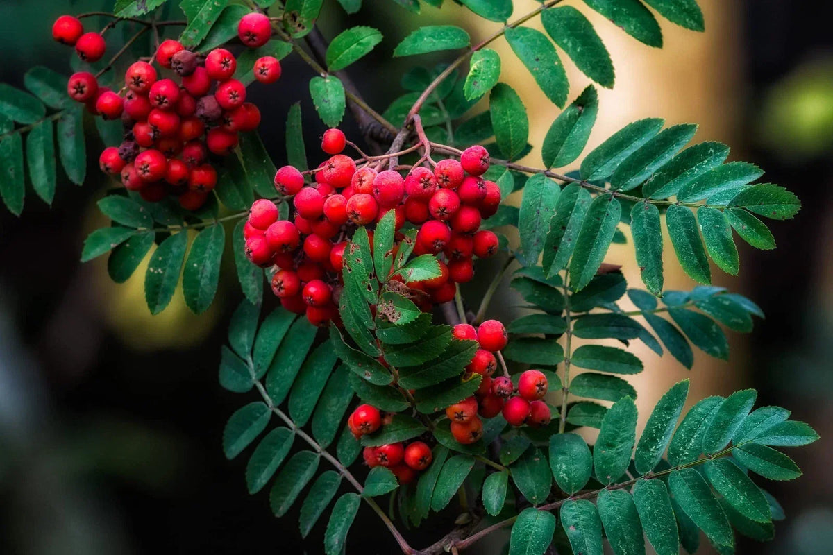 American Mountain Ash Seeds 10 Pack - Sorbus Americana - Hardy Tree for Landscaping - Wildlife-Friendly and Low Maintenance