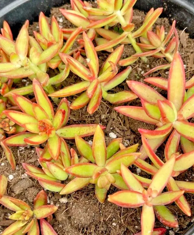 Succulent 2" Plants Sedum adolphi 'Firestorm' Yellow Red Rosettes - Easy Care Live Succulents for Indoor Garden