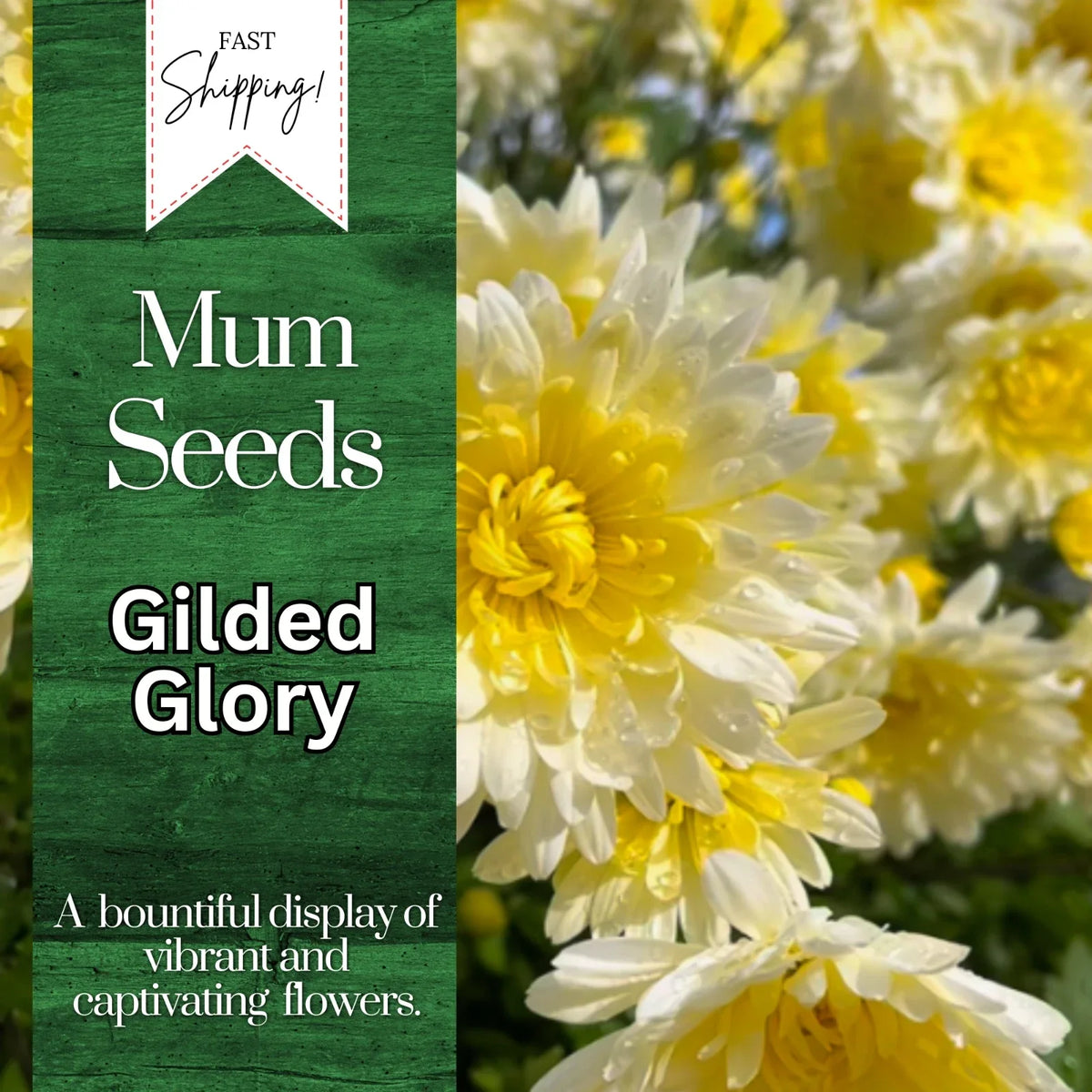 Chrysanthemum Seeds - Gilded Glory Variety, 200+ Non-GMO Annual Flower Seeds, Chrysanthemum morifolium