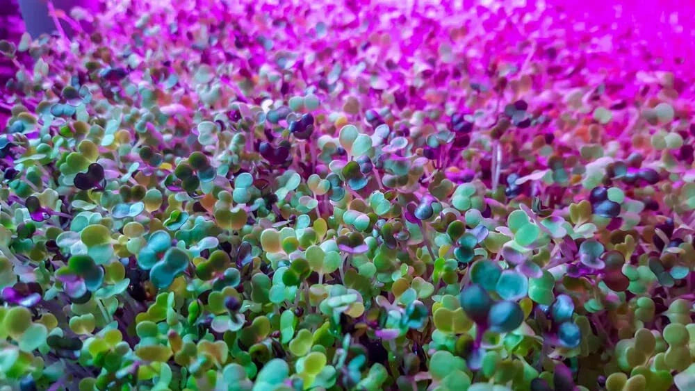 Alfalfa Microgreens Seeds - Non-GMO, Easy Growing, Nutrient-Rich - Medicago sativa, Ideal for Indoor & Outdoor Gardening