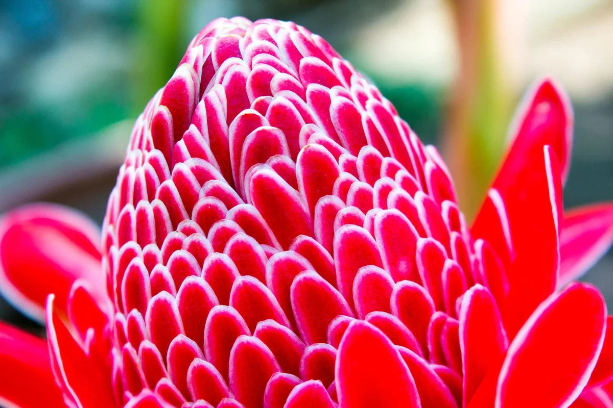Red Torch Ginger Seeds - 10 Seeds - Etlingera elatior - Tropical Flowering Plant - Ships from Iowa, USA