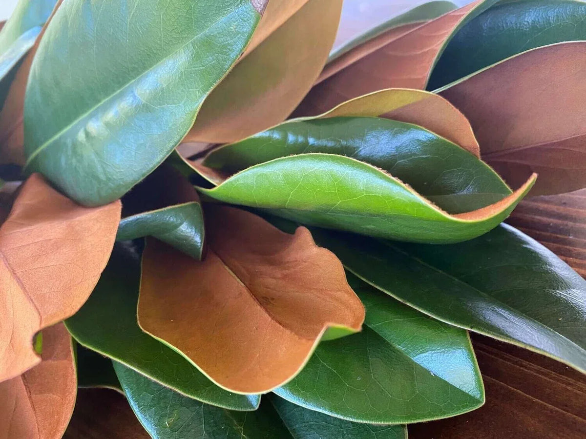 Fresh Live Magnolia Leaves - Green Foliage for Crafting & Decor - Magnolia grandiflora - Handpicked Natural Decor