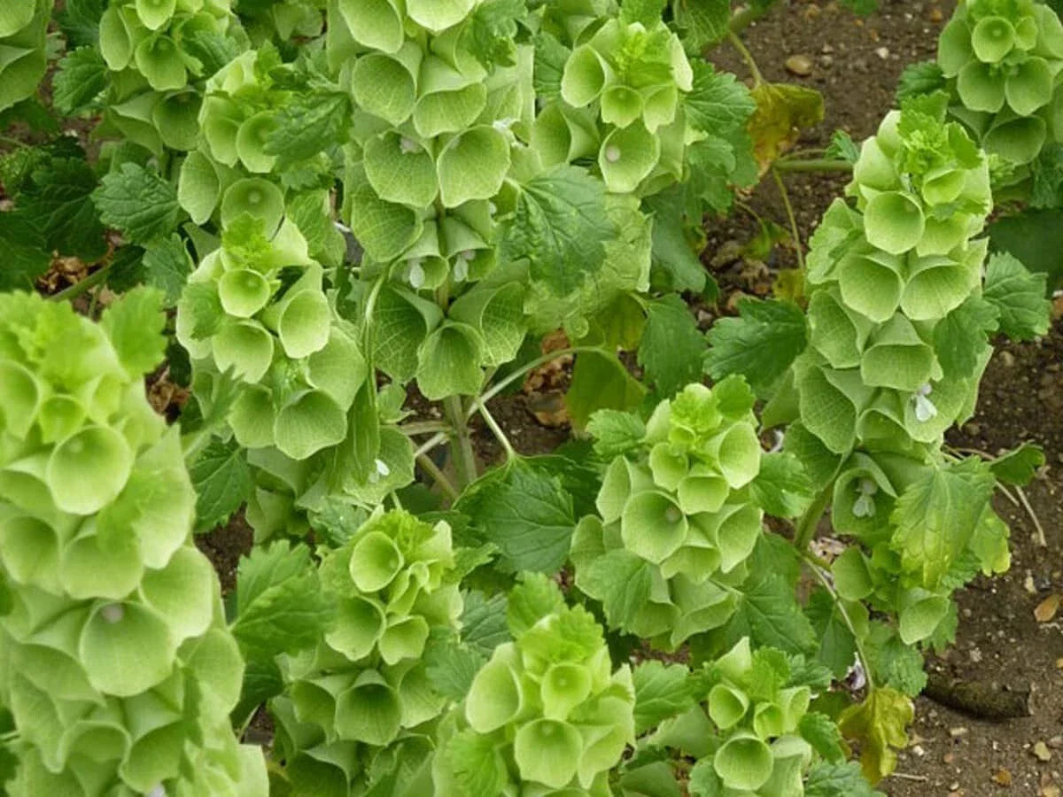 Bells of Ireland Seeds 150+ Green Flower Moluccella laevis - Non-GMO, Fast Germinating, Easy to Grow
