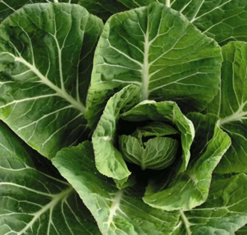 Collard Greens Seeds 500+ Non-GMO Heirloom Vates Variety, Brassica oleracea, Perfect for Home Gardens, USA