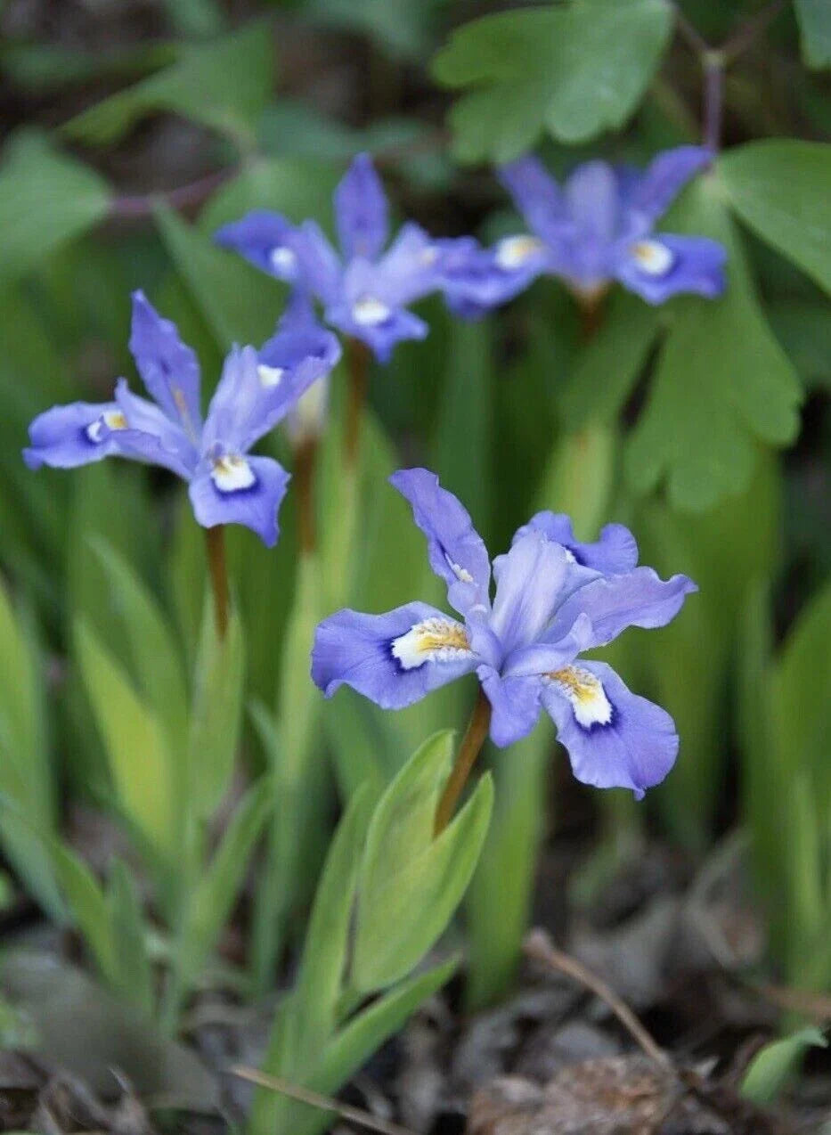 Crested Dwarf Iris Bareroot - 3 Organic Cristatas - Iris cristata - Sustainable Wildflower Garden Plants