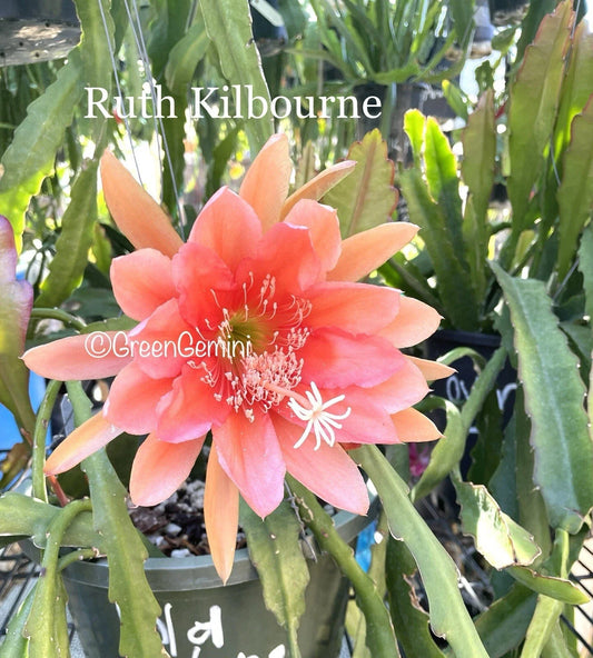 Epiphyllum Orchid Cactus Succulent Plant - Ruth Kilbourne Variety - Indoor/Outdoor Houseplant