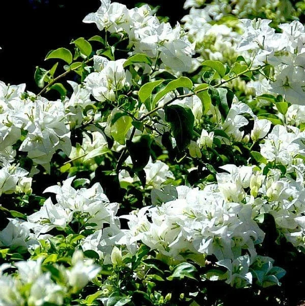 Key West White Bougainvillea - Set of 3 Live Rooted Plants, Bougainvillea glabra, Tropical Flowering Vines, Ships Rooted