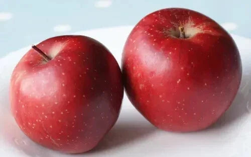Baya Marisa Apple Seeds - 25+ Organic Seeds for Planting - Malus domestica - Non-GMO Fruit Tree Seeds for Home Garden